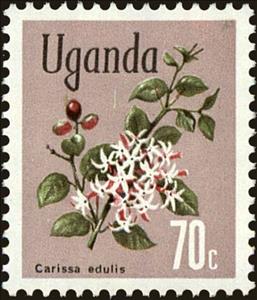 Stamp, Akamba (Carissa edulis), Uganda,  , Flowers, Plants (Flora)