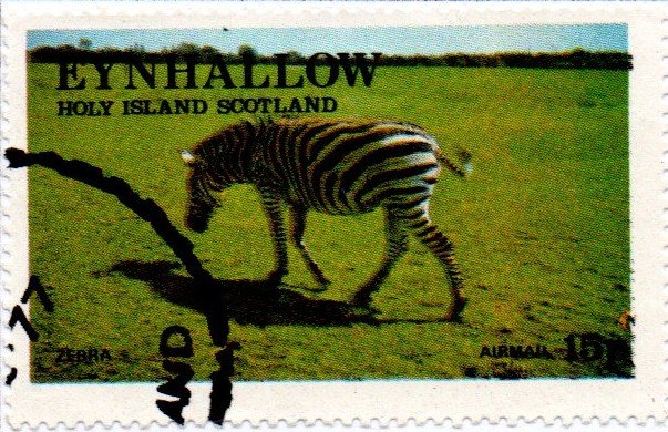 Zebra