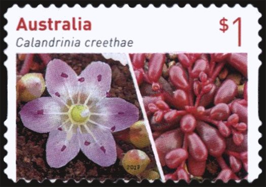 Calandrinia crethae