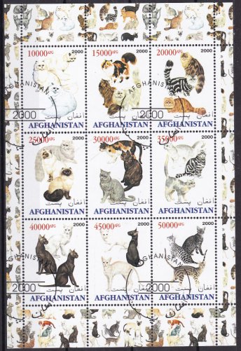 Cats & Dogs