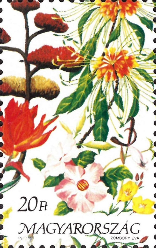 Flowers of the Americas