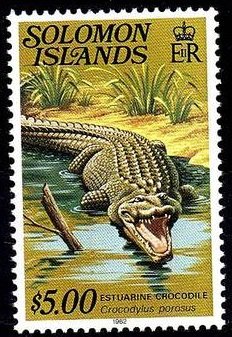 Saltwater Crocodile (Crocodylus porosus)