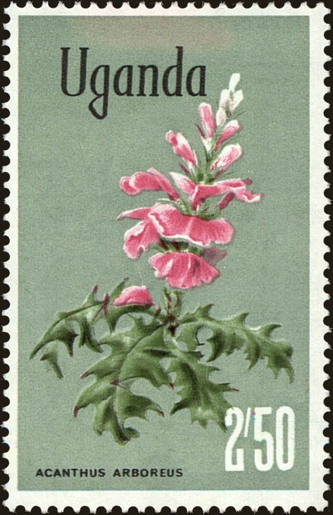 Acanthus pubescens