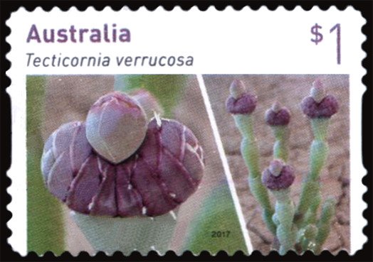 Tecticornia verrucosa