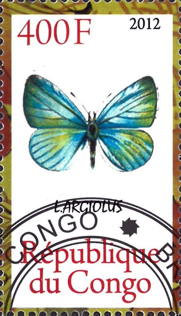 Largiolus