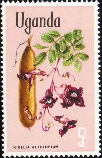 Kigelia aethiopica