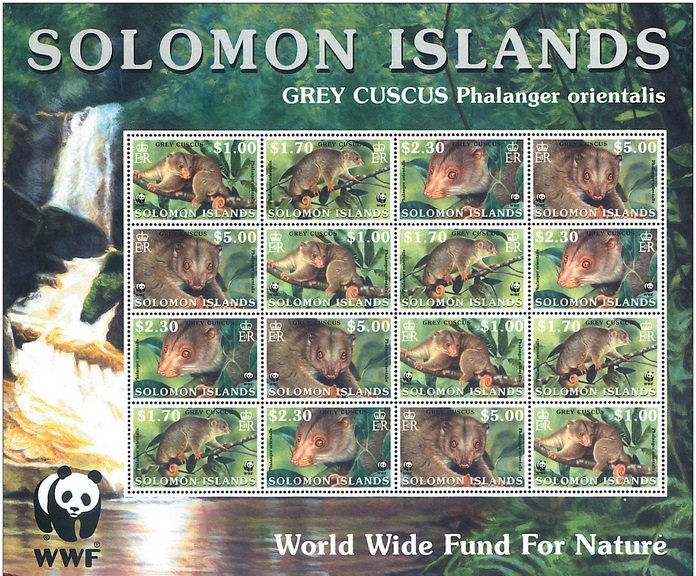 Grey Cuscus (Phalanger orientalis)