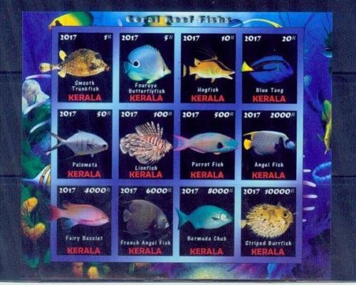 Coral Reef Fishs