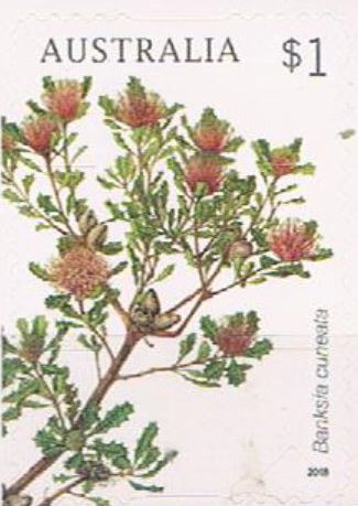 Banksia cuneata