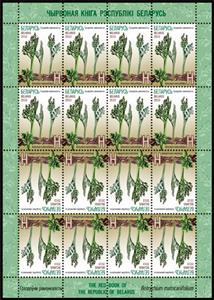 Mini Sheet, Moonwort / Botrychium matricariifolium, Belarus,  , Ferns, Plants (Flora)