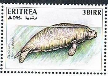 Dugong (Dugong dugon)