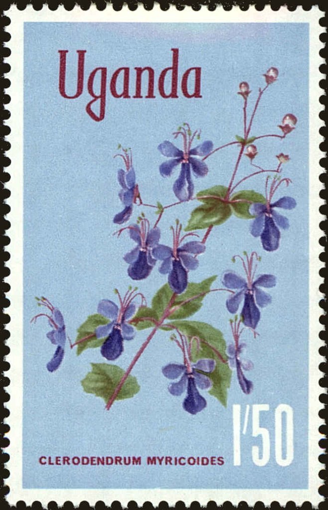 Butterfly Bush (Clerodendrum myricoides)