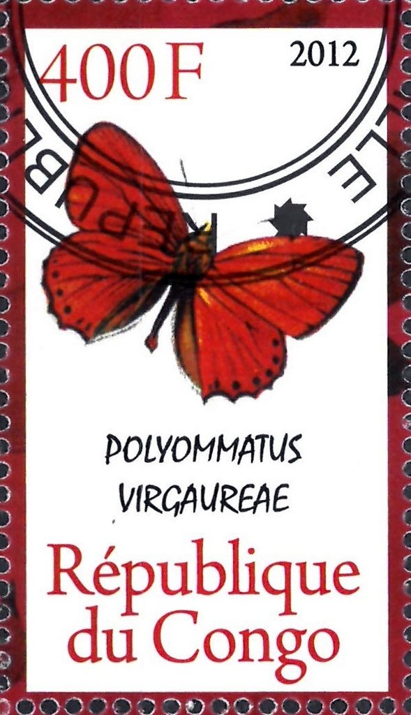 Polyommatus virgaureae