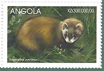 Mustela putorius