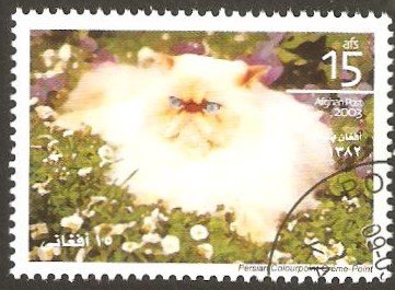 Persian colourpoint creme