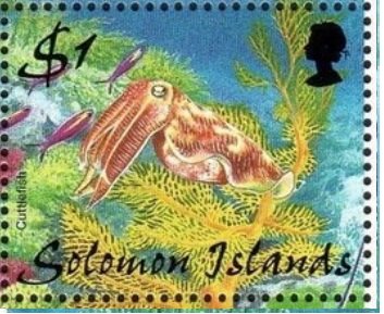 Cuttlefish (Sepiida)