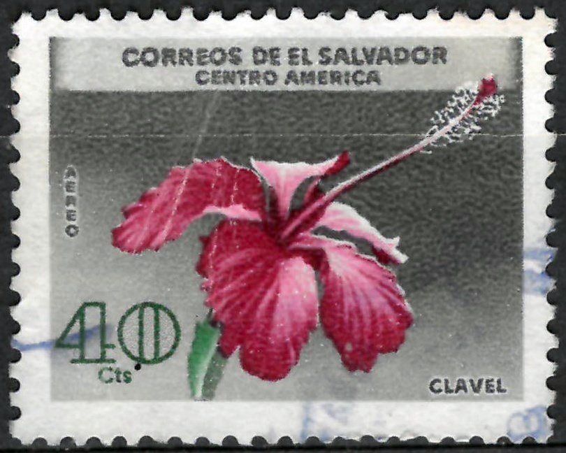 Hibiscus