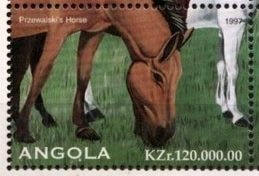 Przewalski´s Horse