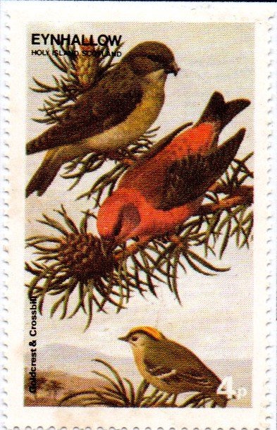 Goldcrest and Crossbill