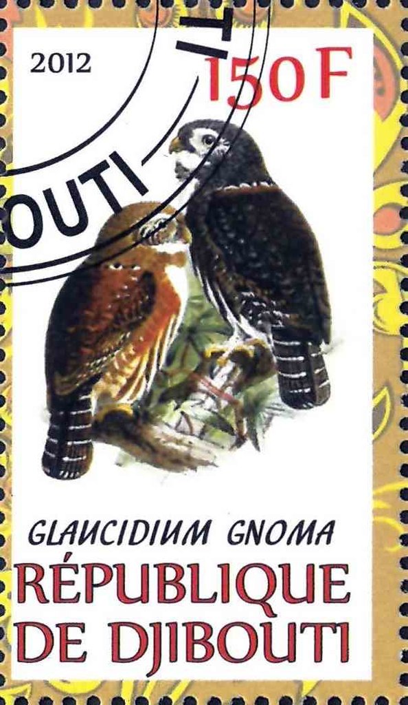 Glaucidium Gnoma