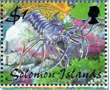 Spiny Lobster (Palinuridae)