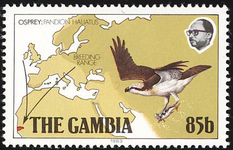 Western Osprey