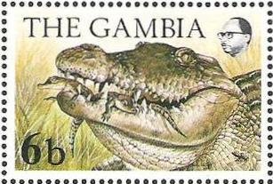 Nile Crocodile (Crocodylus niloticus)