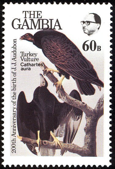 Turkey Vulture (Cathartes aura)