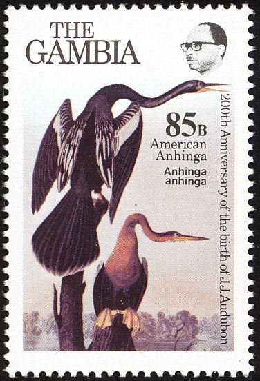 American Darter (Anhinga anhinga) 
