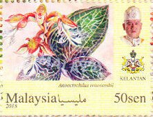 Orchids of Malaysia