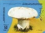 Stamp, Leucopaxillus lepistoides, Libya,  , Mushrooms