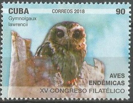 Cuban Screech Owl (Gymnolgaux lawrencii)
