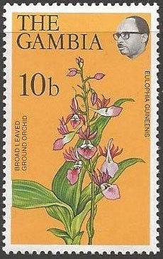 Broad Leaved Ground Orchid
