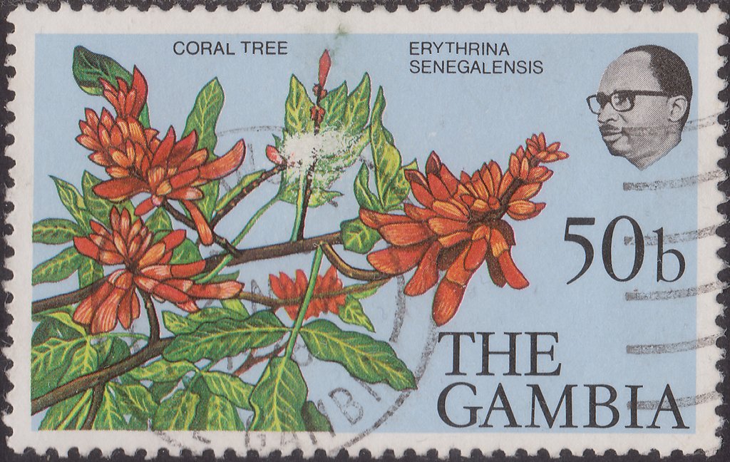 Coral Tree