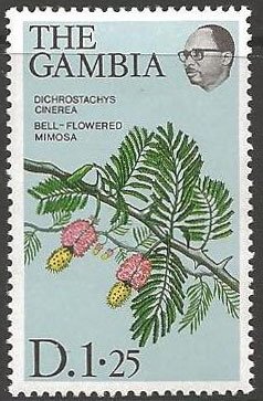 Bell Flowered Mimosa