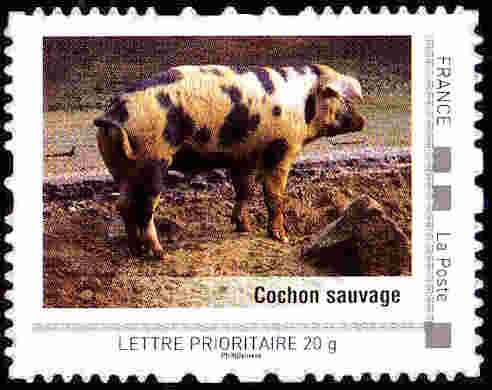 Cochon sauvage