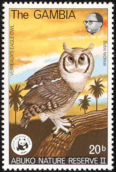 Verreaux's Eagle-Owl (Bubo lacteus) 