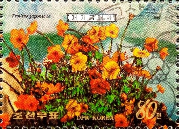 Trollius Japonicus