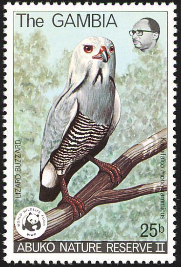 Lizard Buzzard (Kaupifalco monogrammicus) 