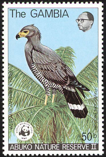 African Harrier-hawk (Polyboroides typus)