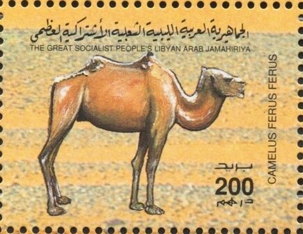 Camelus ferus ferus