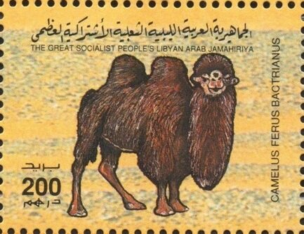 Camelus ferus bactrianus