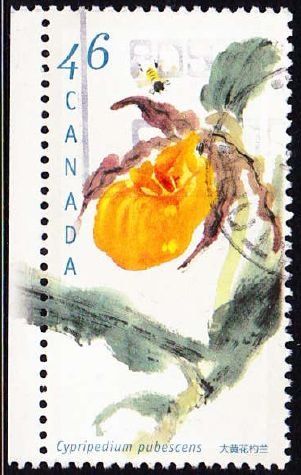 Cypripedium parviflorum var.pubescens