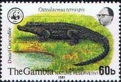 Dwarf Crocodile (Osteolaemus tetrasois)