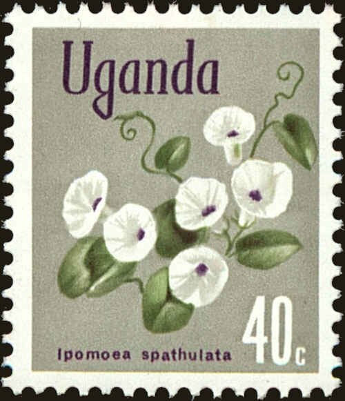 Ipomoea spathulata