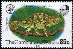 Senegal Chameleon (Chamaeleon senegalensis)