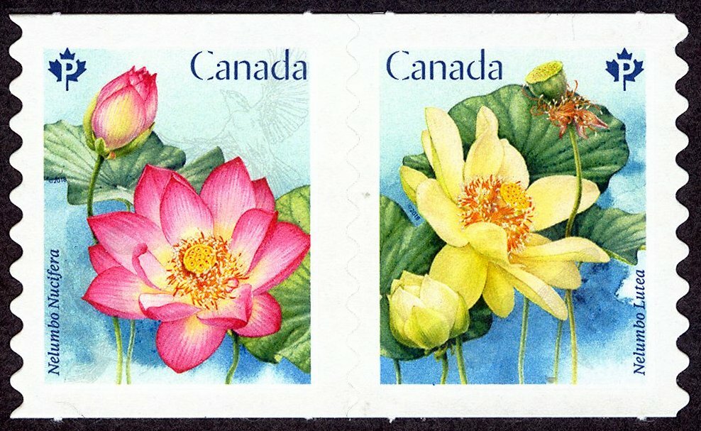 Flowers: Lotus