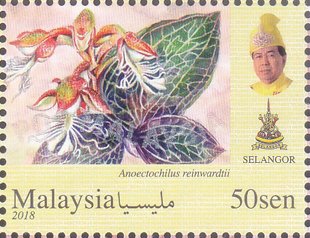 Orchids of Malaysia