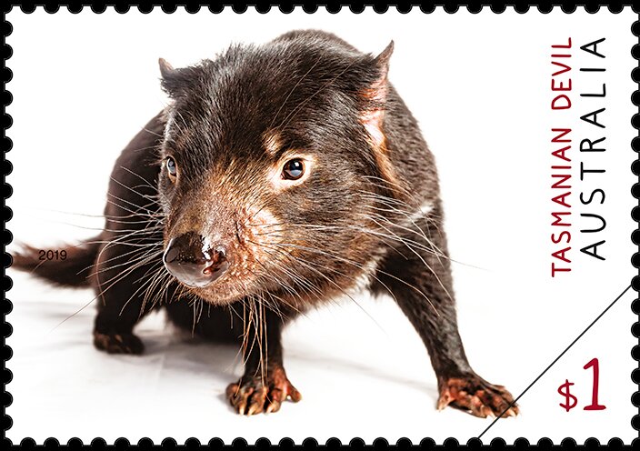 Tasmanian Devil
