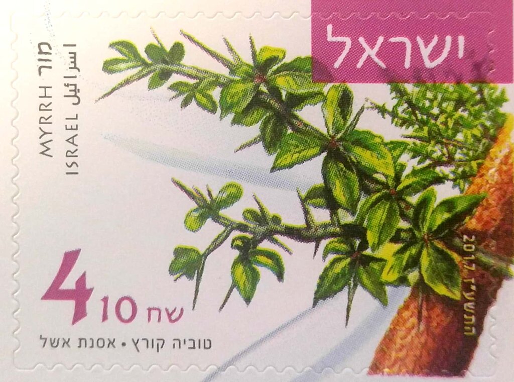 The Myrrh plant